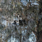 Snowy evergreens Jigsaw puzzle
